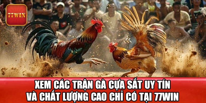 Xem các trận gà cựa sắt uy tín và chất lượng cao chỉ có tại 77win